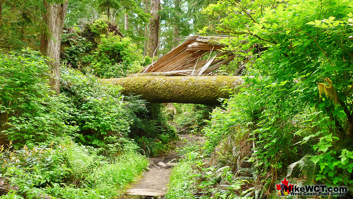 Deadfall and Windsnap West Coast Trail