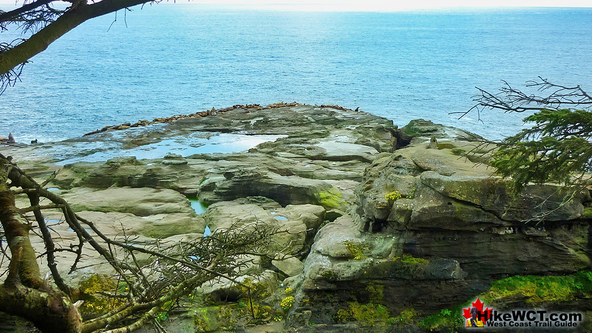 West Coast Trail 23 9 Sea Lion Haul Out Rock