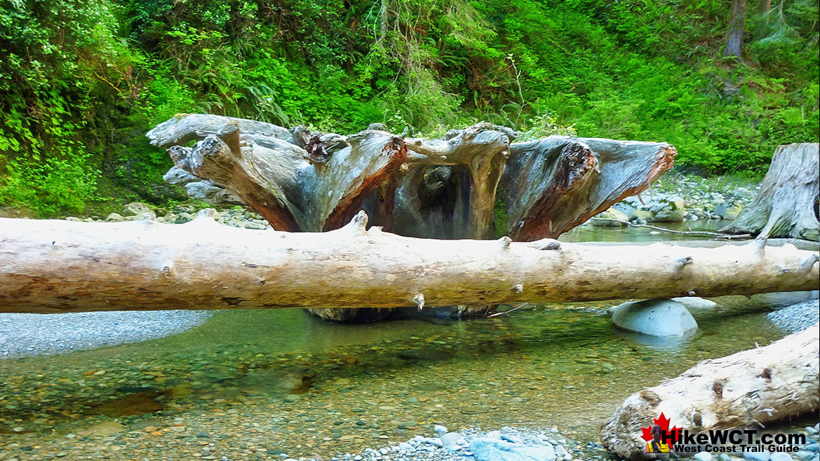 Darling Falls Deadfall West Coast Trail