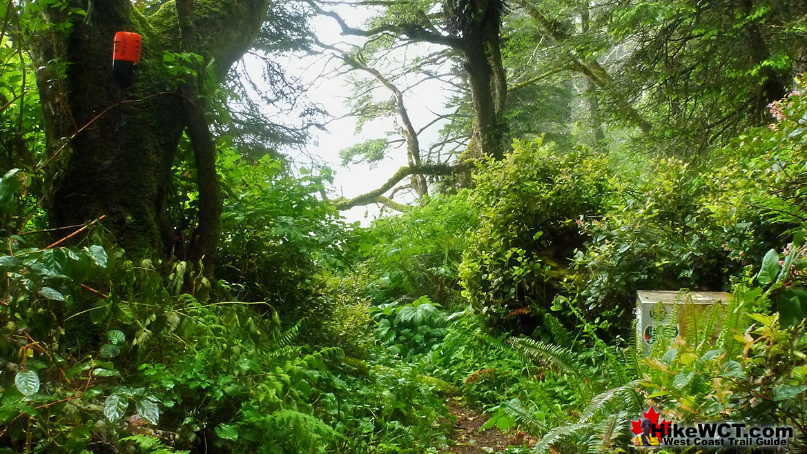 Darling Campsite Forest Trail