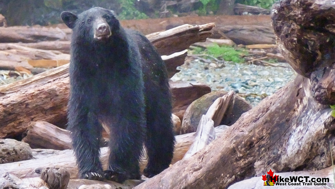 Darling Beach Foraging Black Bear