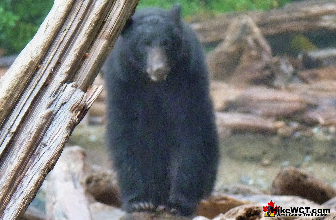 West Coast Trail Bear