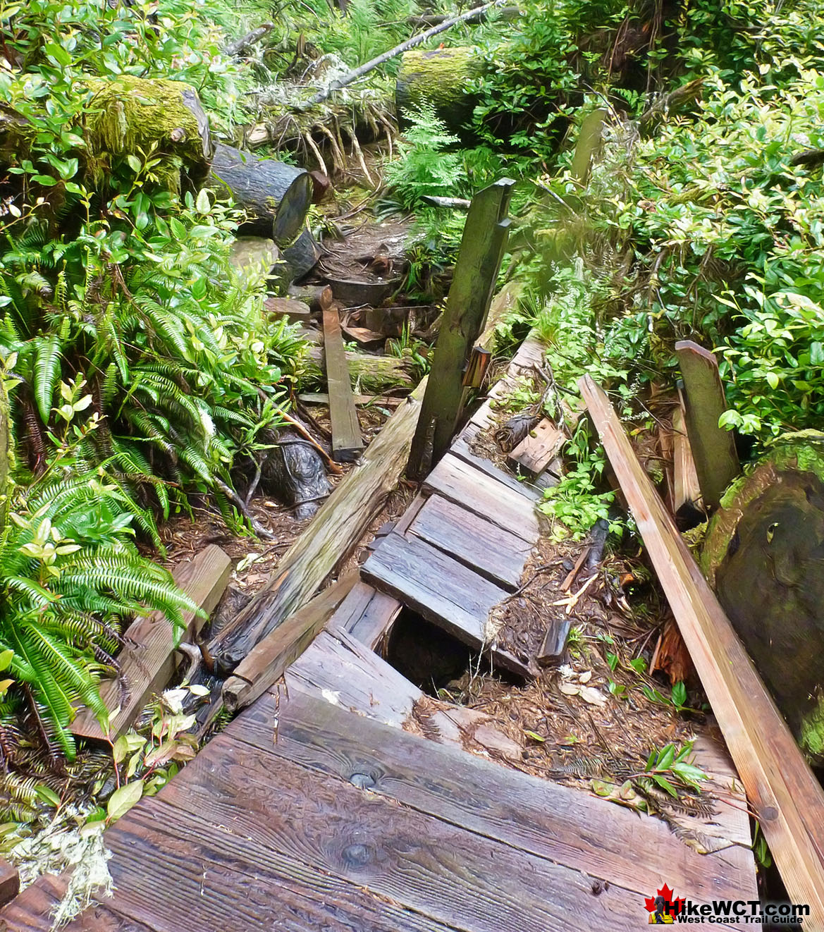 West Coast Trail Deadfall Damage