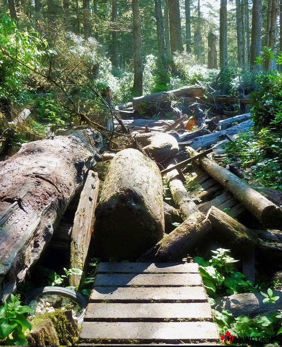 Boardwalk Driftwood Deadfall