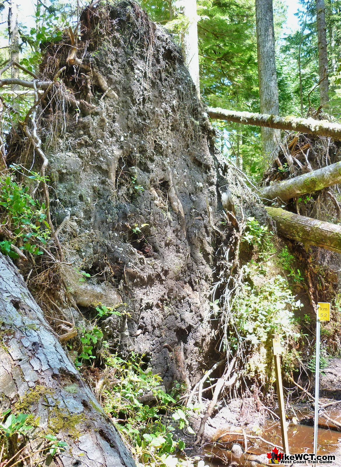 Huge Deadfall Wall at KM52