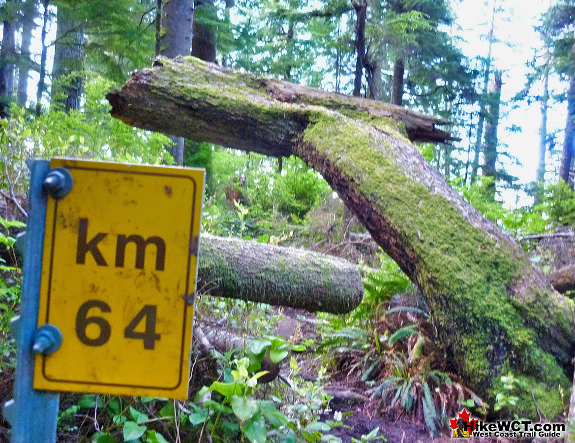 Crazy Deadfall KM64 West Coast Trail