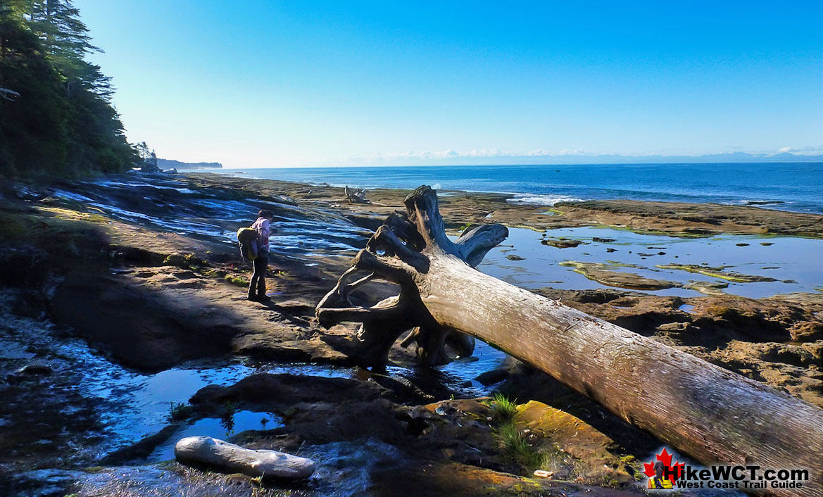 Dinosaur Sized Driftwood West Coast Trail