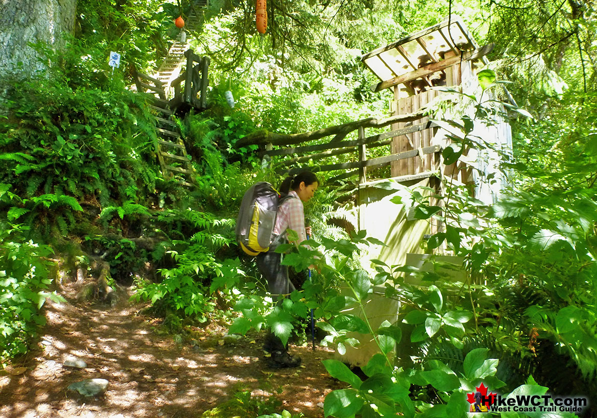 Thrasher Cove Ladders Into Rainforest