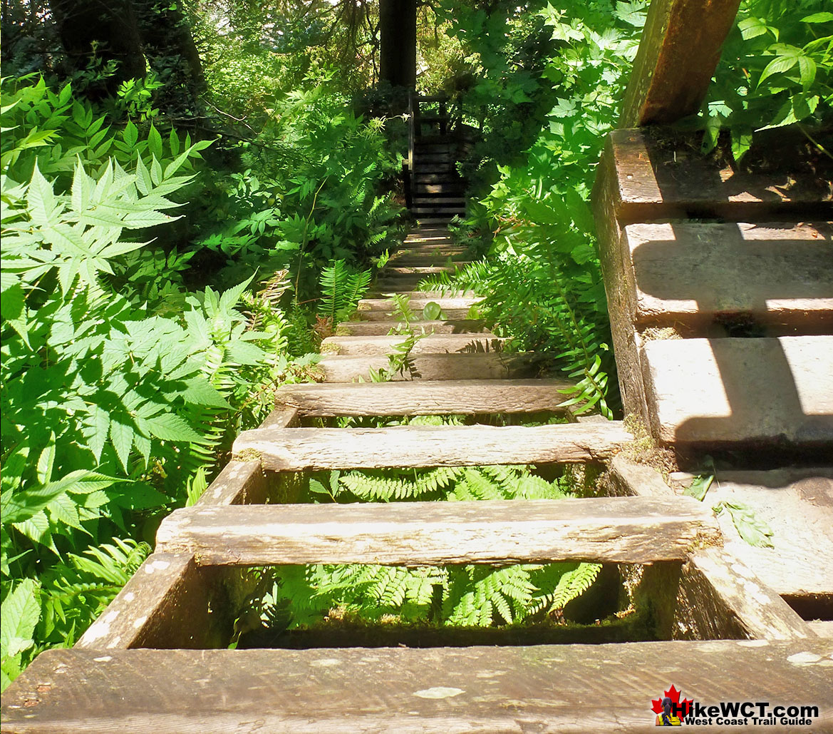 Steep Ladders at Thrasher Cove