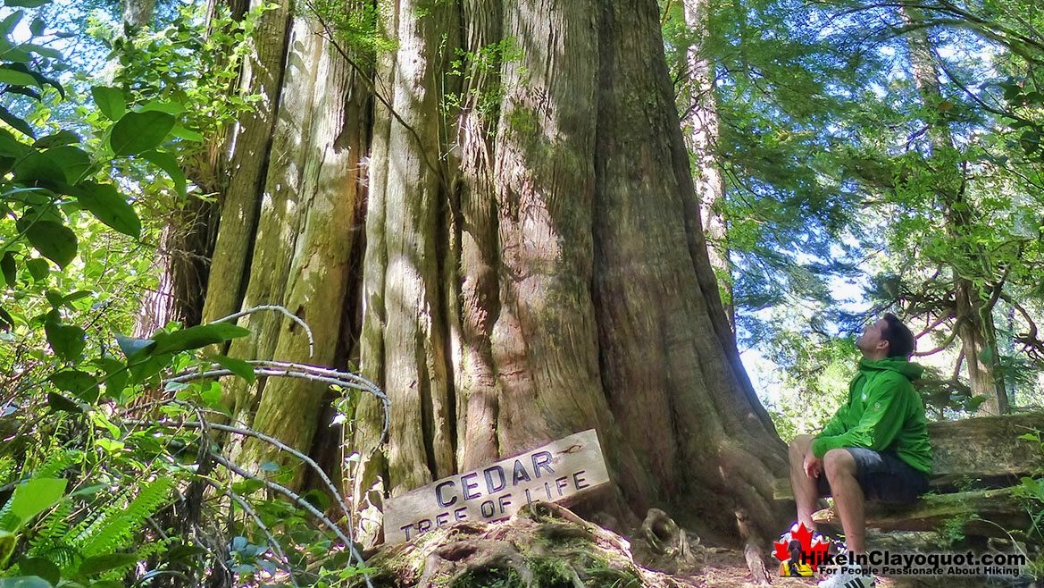 The Big Tree Trail Near Tofino