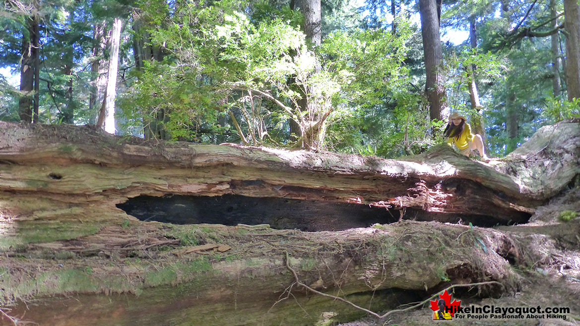 The Big Tree Trail on Meares Island