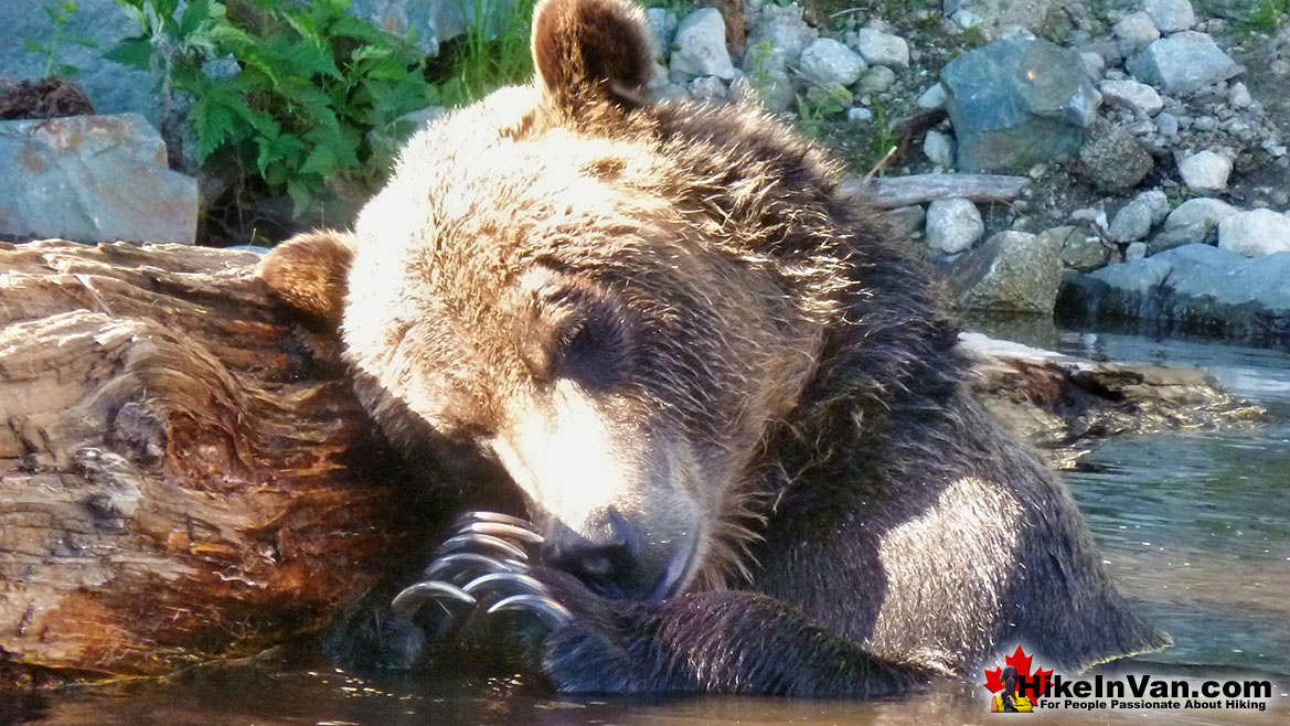 Grouse Mountain Grizzly Bear