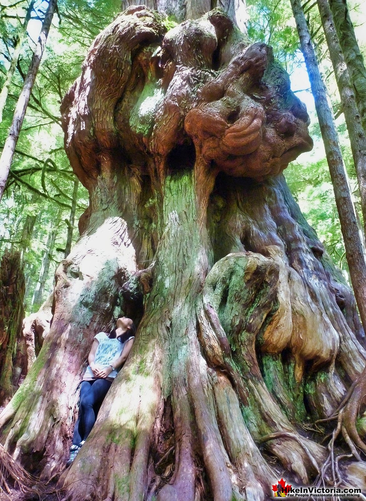 Amazing Avatar Grove Gnarly Tree