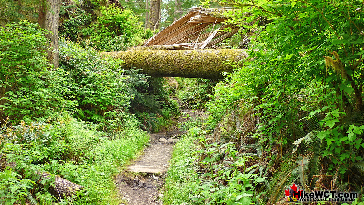 Deadfall on the West Coast Trail Day 1